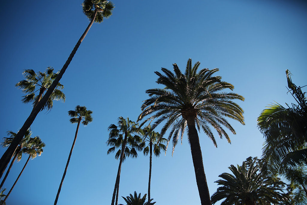 s Palm Beverly Hills Palm Trees Photo by Amina Touray
